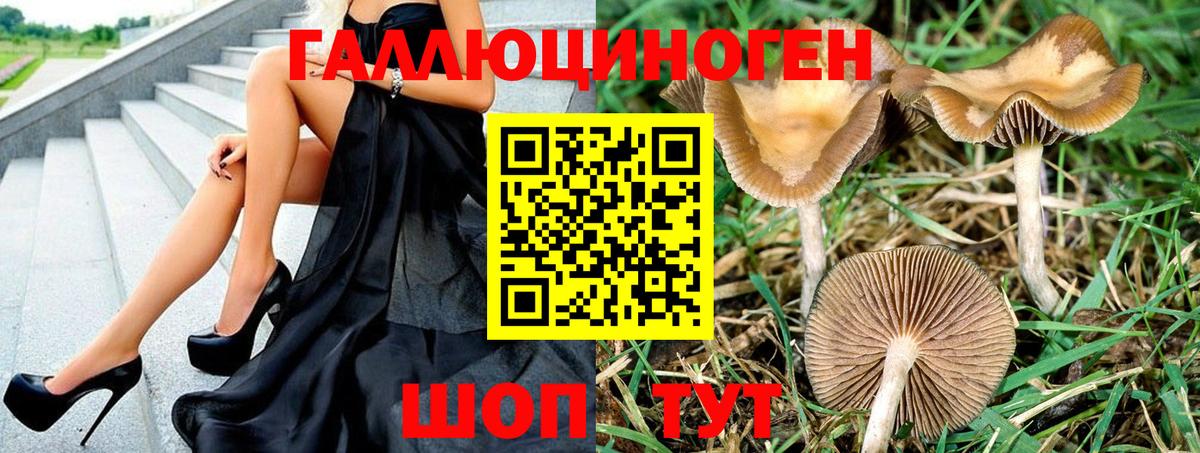 Псилоцибиновые грибы Psilocybe Сарапул